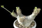 Pachypodium densiflorum v. densiflorum Cm. 19 € 72,00